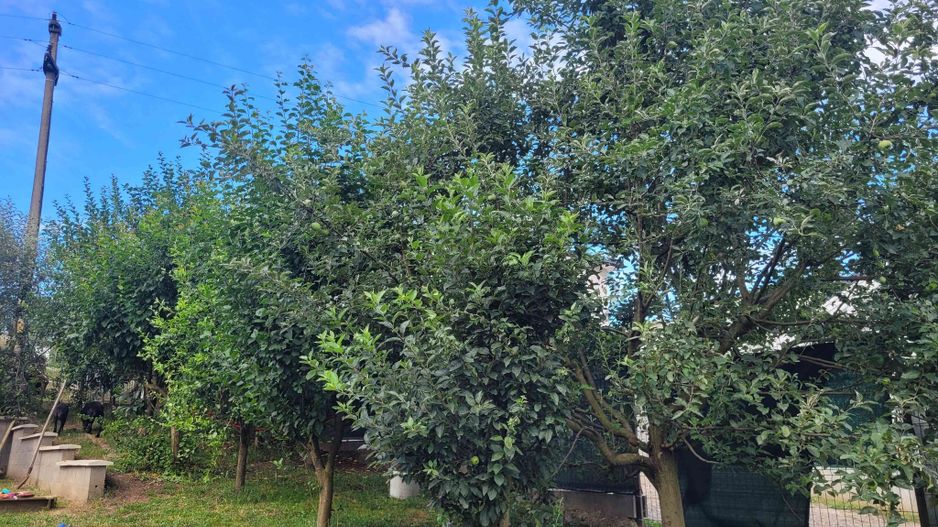 Casă Livezeni 815 mp teren, casa primitoare ,la doar 5 minute de oraș. - Poză 7