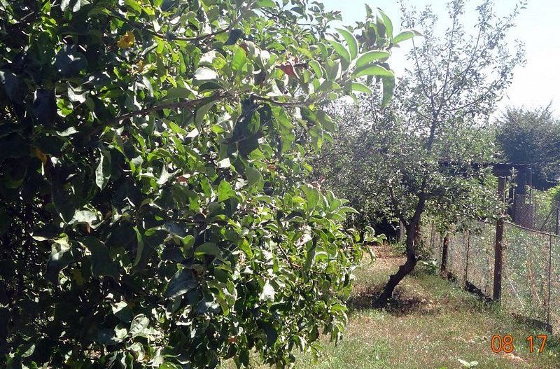 De vanzare  - casa cu 4 camere,  900 mp teren  - str. Razboieni. - Poză 2