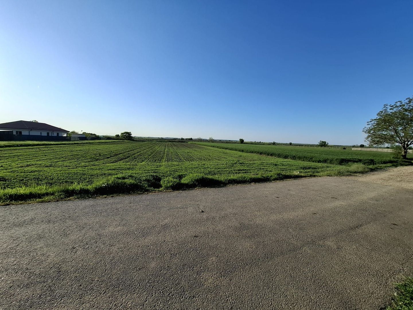 DÂRZA - TEREN INTRAVILAN - Poză 3