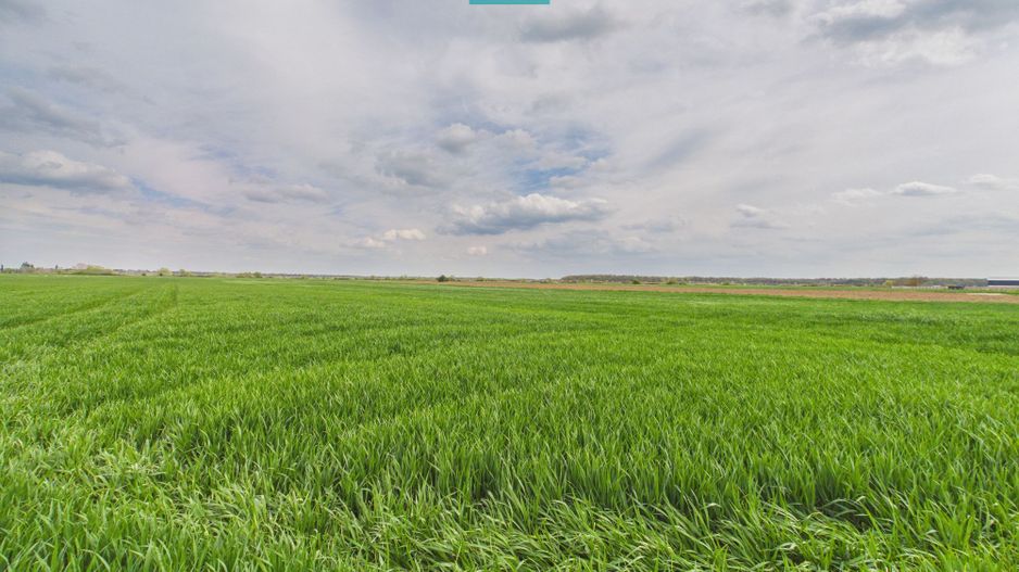 Teren extravilan 19.900 mp – Giroc centură - Poză 1