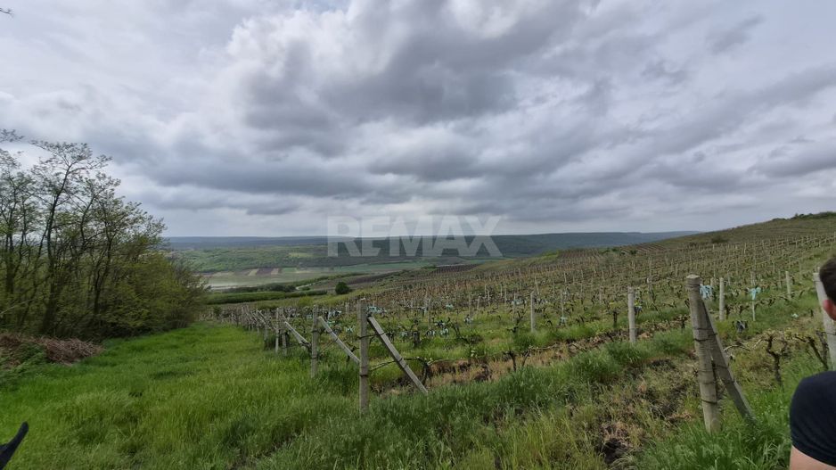 Vie Moldova - Poză 4