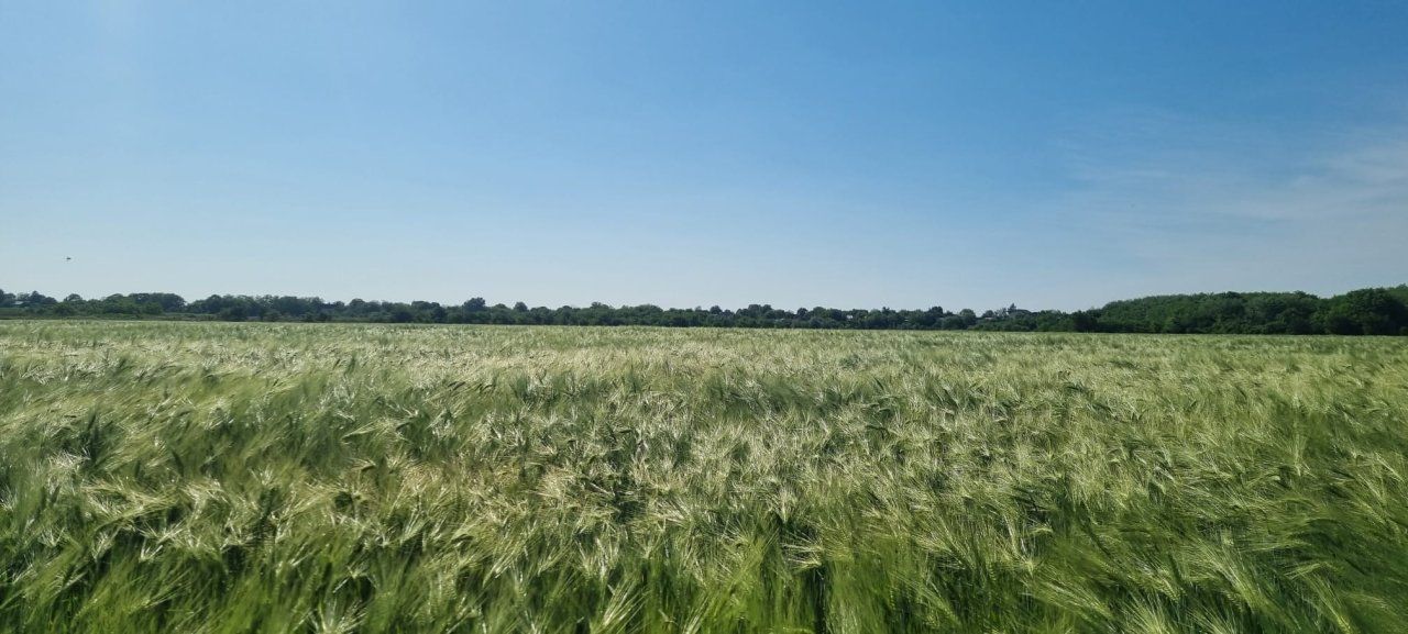Ferma de Cultura Mare 1100 HA - Poză 8
