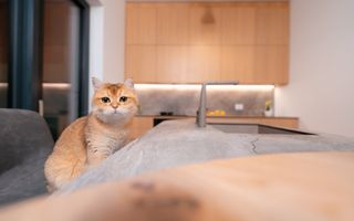 Vila 6 camere / Townhouse Avalon Estate - Poză 6