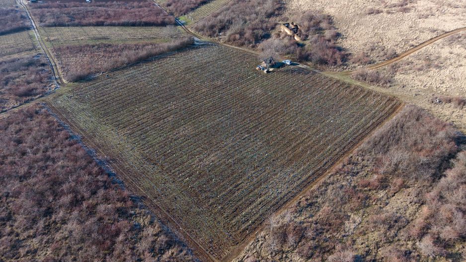 Vita-de-vie Premium  teren de 6800 mp în Covăsinț - Poză 15