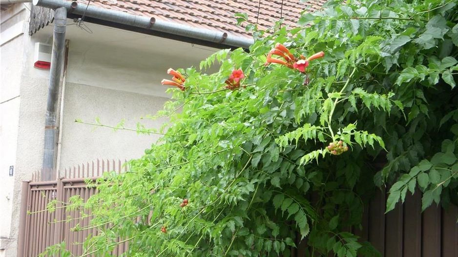 BRASADAS vinde casa singur in curte in zona semicentrala. - Poză 2