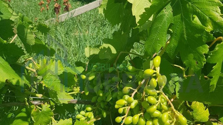 Teren intravilan - Poză 8