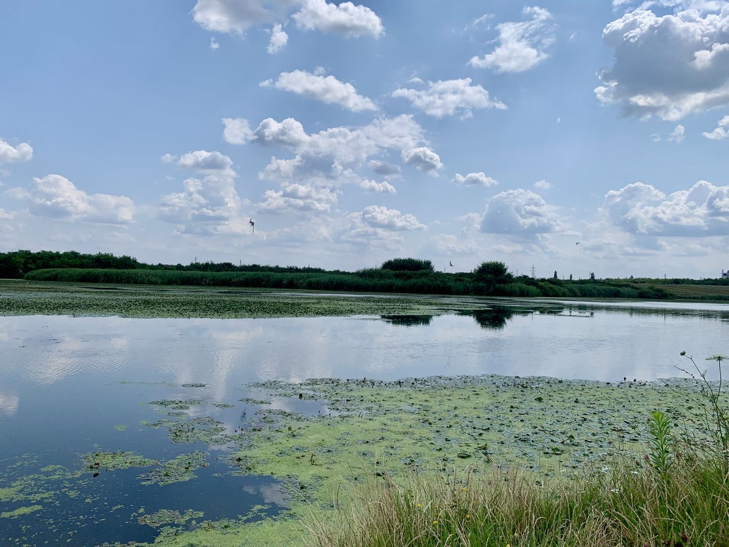 Teren Crevedia 62000 mp - Poză 8