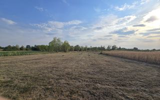 Teren intravilan 6.514mp | 39m front stradal | Ciocaia | Săcuieni - Poză 3