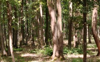 Casa Ciocanesti Cretu - 2 camere cu teren 2539 mp  - Jud. Dambovita - Poză 50