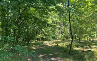 Padure Lapusel 48 ari - Poză 6