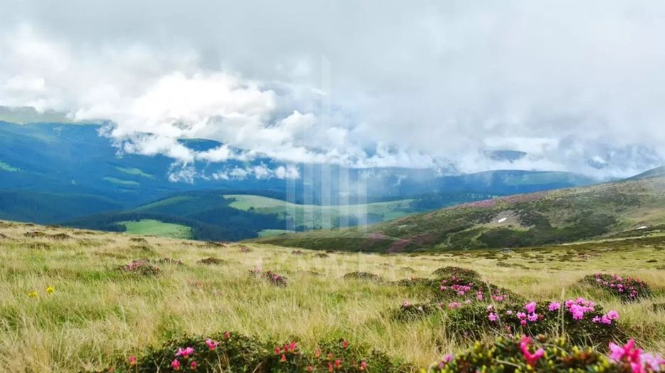 Teren INTRAVILAN 3.000mp | Păltiniș OPORTUNITATE - Poză 1