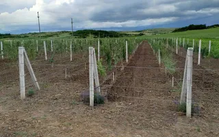 Teren intravilan cu PLANTATIE DE GOJII de vanzare in Racari - Poză 19