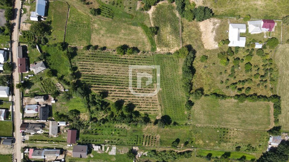 Ferma agricola, plantatii de mure, trandafiri, vita-de-vie - Poză 15