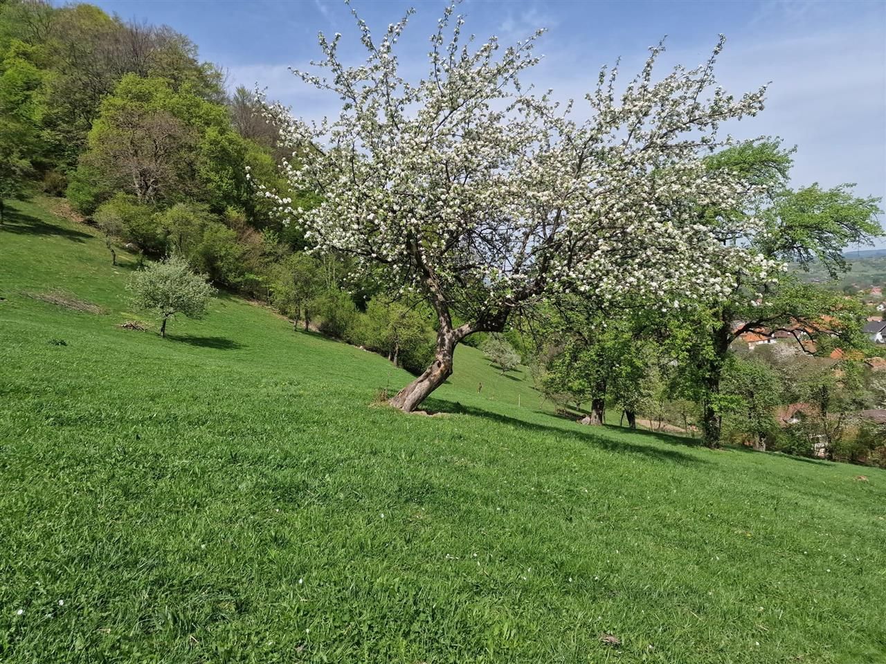 Langa emblematicul Castelul Bran, in areal colinar, 5.700mp intravilan - Poză 14
