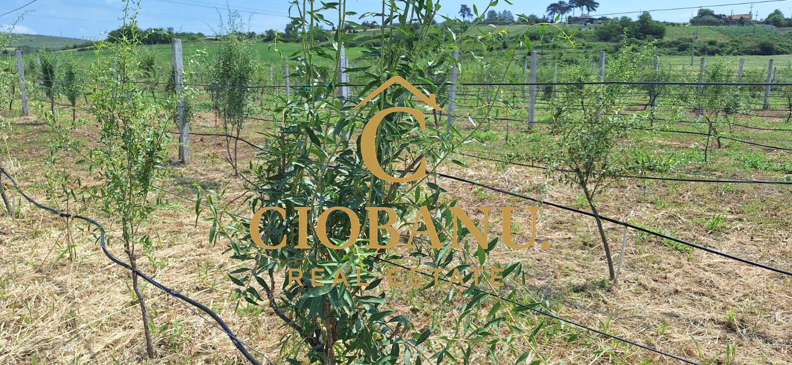 Teren intravilan cu PLANTATIE DE GOJII de vanzare in Racari - Poză 10