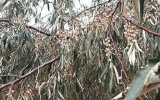 Teren 3,3 ha pentru viață la natură – livadă, liniște, Strunga Iași - Poză 8