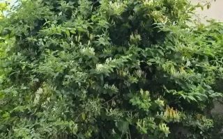 Casa individuala | Acces Auto | Teren 460MP | C. Dumbravii - Poză 6