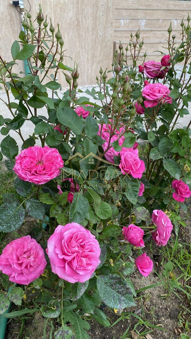 Vila Paradisul Verde ,  vedere  spre lac  **** curte 700 mp - Poză 9