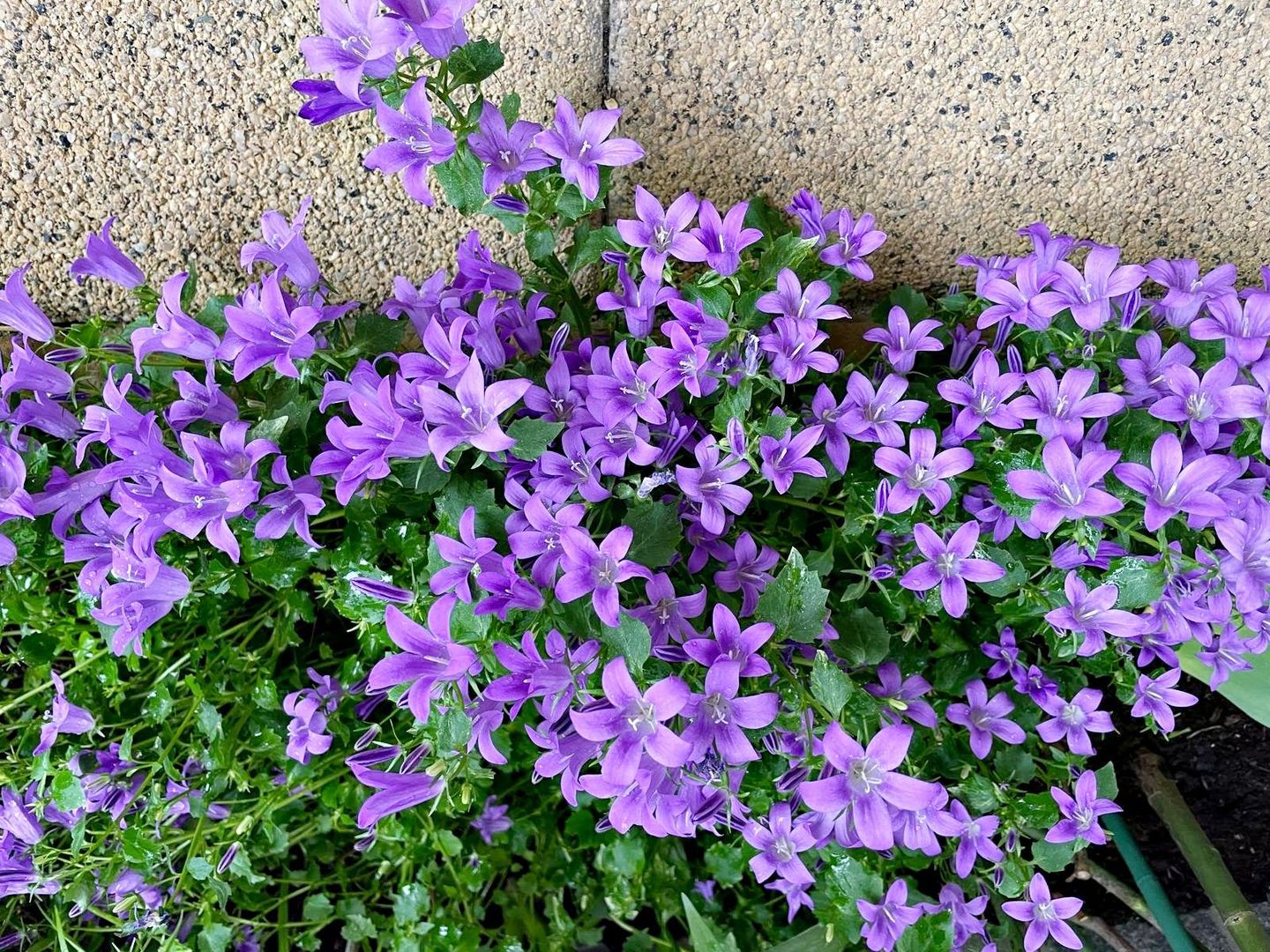 Bartolomeu, (zona strada Lungă), casa construcție 2009 - Poză 25