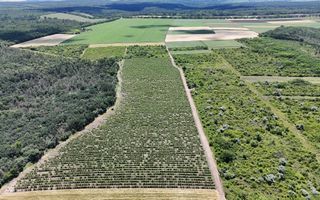 Plantație de viță-de-vie 5,7 ha  investiție cu recuperare rapidă - Poză 3
