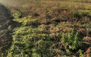 Teren intravilan în Ususău - Poză 2