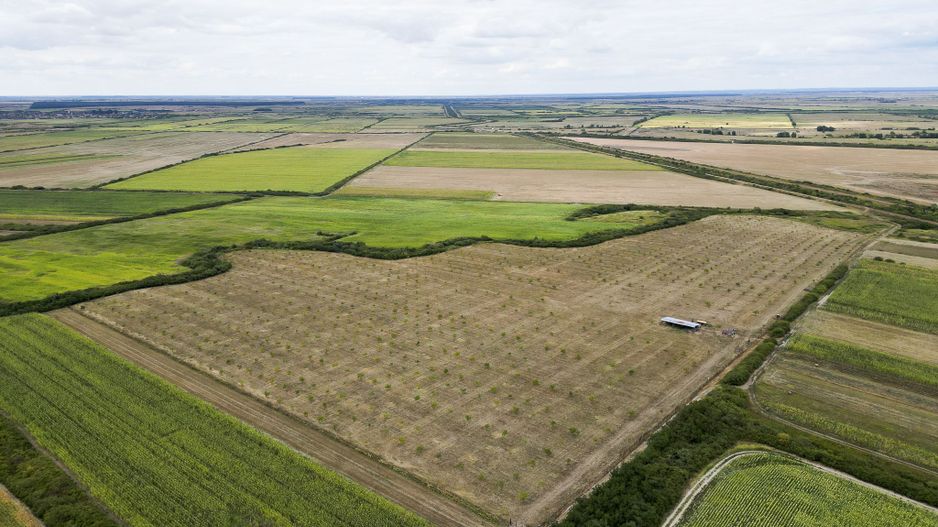 Livadă BIO de nuci de vânzare lângă Cermei - Poză 2