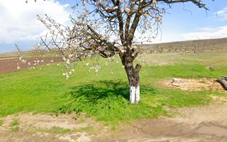 Teren intravilan, 3600 mp, la sosea, toate utilitatile, Oarda de Jos - Poză 1