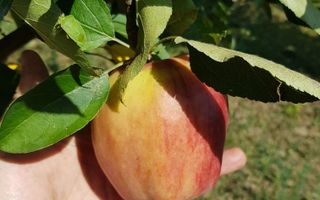 Teren cu utilități 2052 mp - Oradea - str. Făgetului - Poză 12