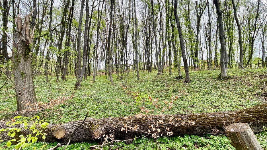 Teren cu suprafata de 10.000 mp I Faget - Poză 2