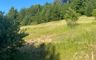 Teren 14400 mp la iesire din Rasnov inspre Pârâul Rece-Trei Brazi - Poză 6