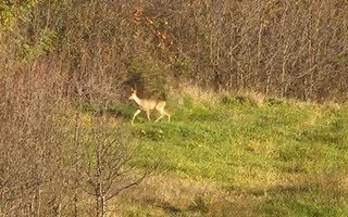 Teren intravilan 18.000 mp, Ciurea – Iași | 13 €/mp | 40 m front stradal la asfalt | Utilități - Poză 8
