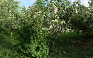 Proprietate trifuncțională Premium – Locuință, Business, Investiție - Poză 22