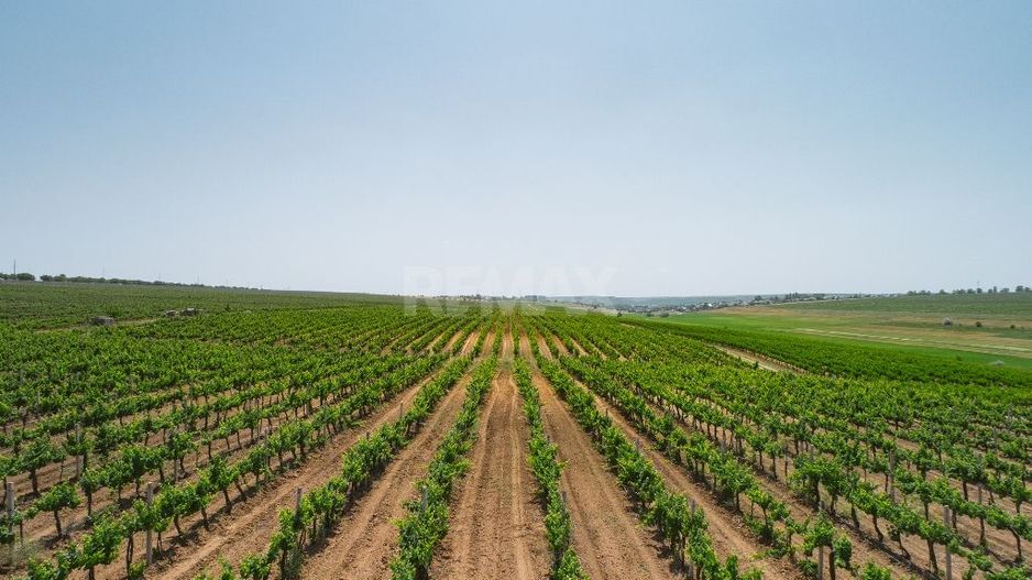 Complex Vitivinicol de Referință în Sudul Moldovei | 206 ha teren agricol | Investiție strategică - Poză 2