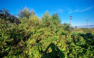 Teren intravilan | 25 ari | Front stradal 20 m | Rădăuți - Poză 4