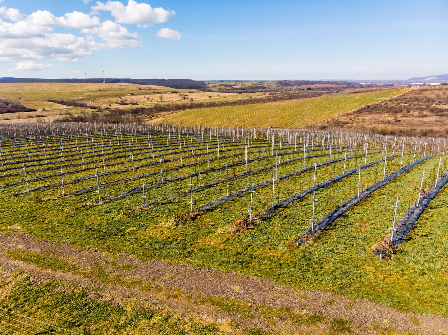 Plantație Bio de mure și zmeură  26,4 ha în Lipova - Poză 5