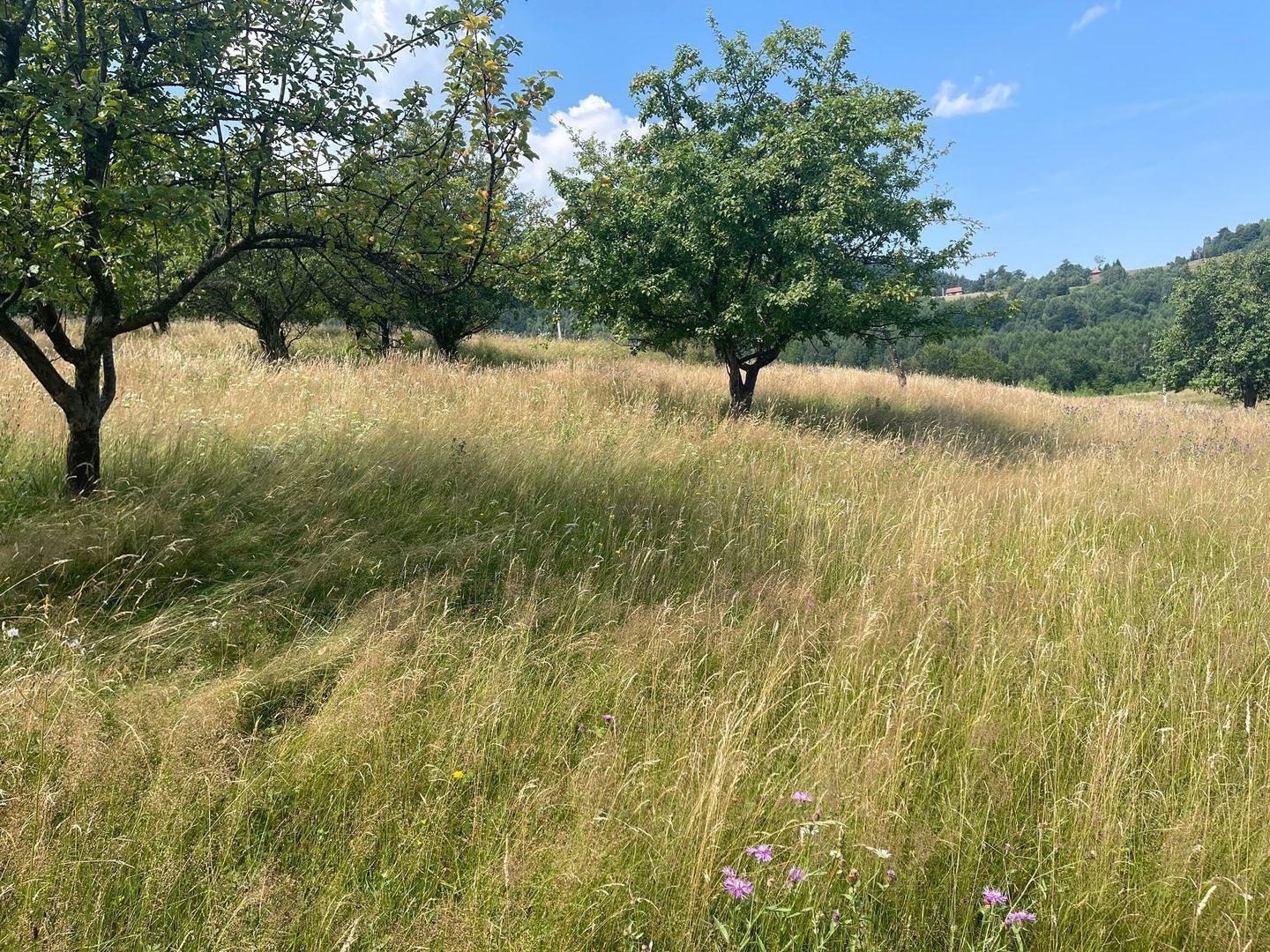 Teren intravilan I Loc deosebit, inconjurat de padure I Vladeasa - Poză 4