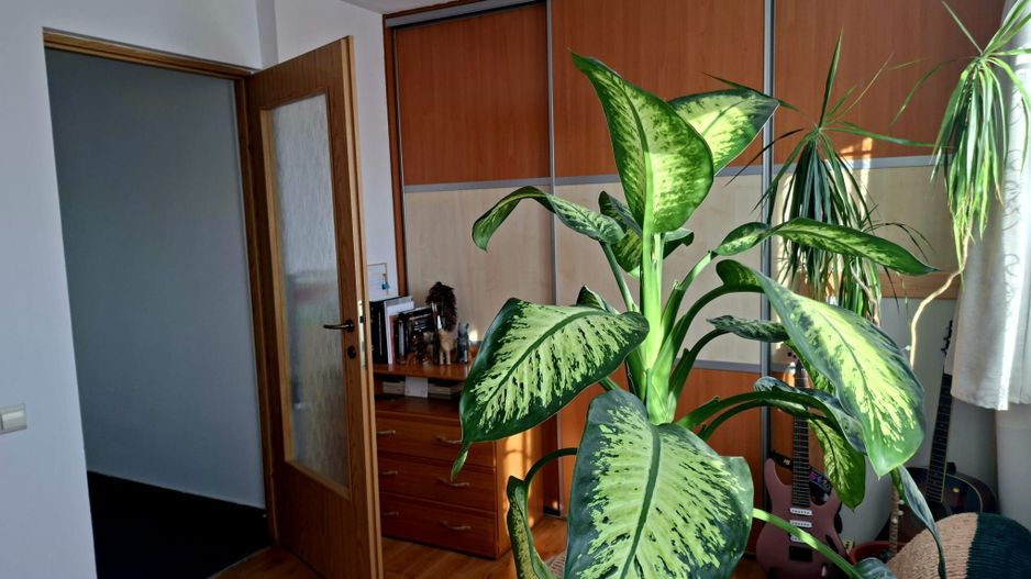 Apartament de vanzare in Buna Ziua | Parcare - Poză 5