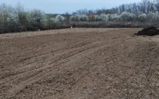 Teren intravilan 888 mp | Front 24 ml | Paleu - Poză 4