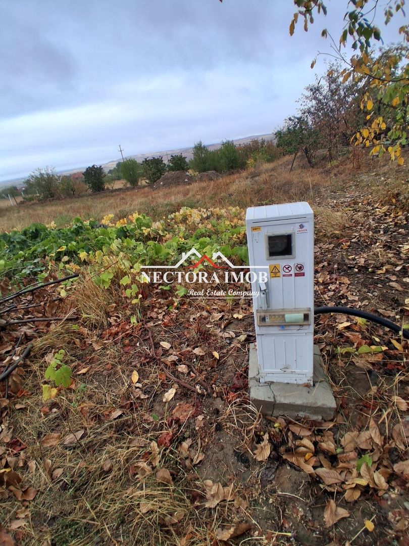 NECTORA IMOB-Teren Intravilan PALEU, 676 mp, Autorizatie Constructie - Poză 2