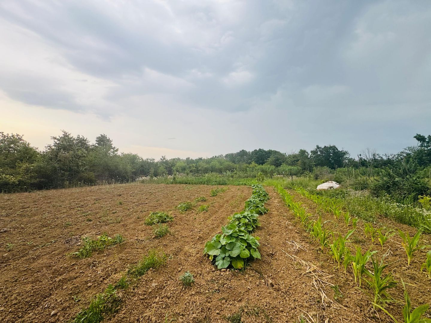 Teren intravilan de vânzare Paleu, zona Piersicilor langa padure - Poză 5