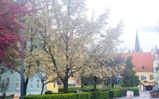 APARTAMENT ULTRACENTRAL SIBIU | 1 MIN PIAȚA MARE | 3 CAMERE | ETAJ 1 - Poză 14