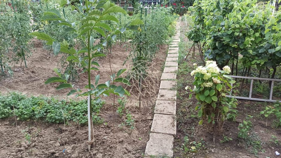 Casa 190 mp-teren 1860 mp-garaj-curte amenajata-Valea Sigmirului - Poză 8