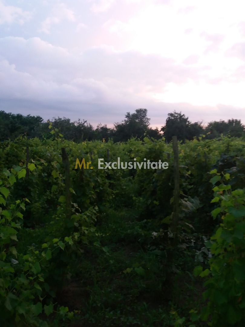 Casă individuală cu 4 camere în Burila Mare, jud. Mehedinți - Poză 38