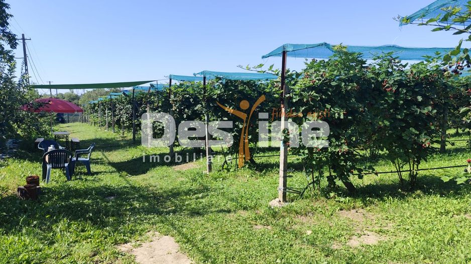 Plantatie de Muri Baicoi 10.000 mp Afacere la cheie! - Poză 12