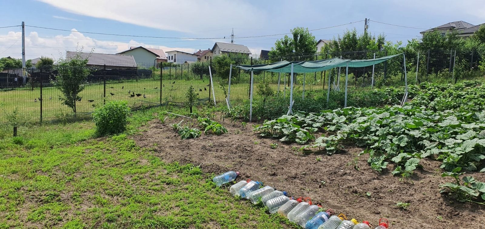 Teren INTRAVILAN 730 mp, zona FILATURII - Silver Mall; - Poză 5