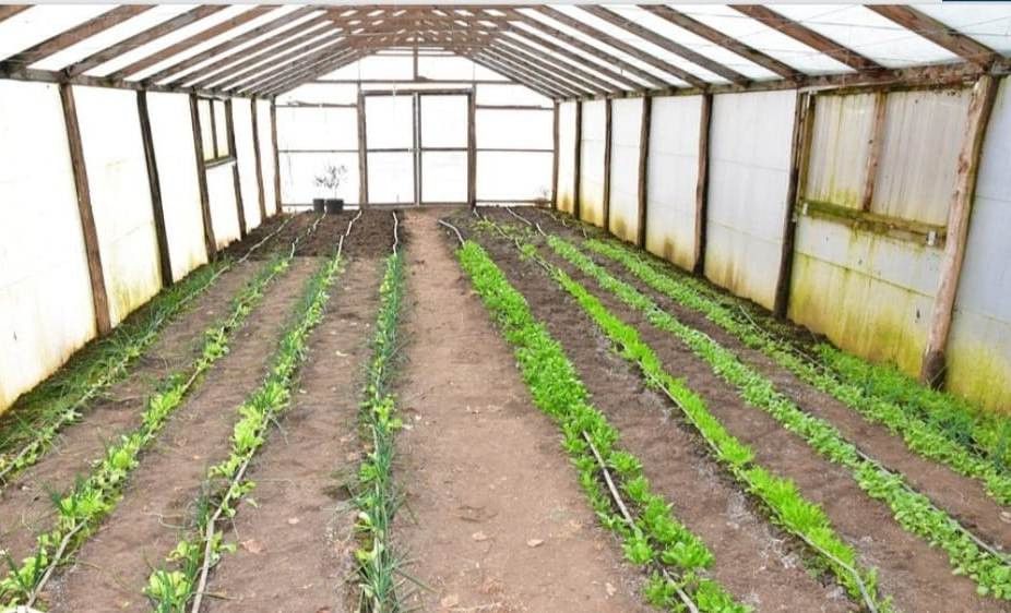 Vanzare ferma agricola Negru Voda - Constanta cu 240 hectare teren si utilaje - Poză 22