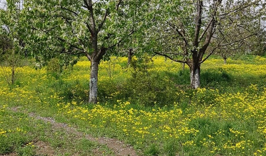 Teren 2.600 mp, utilități, Str. Merișor – Giurgiu - Poză 8