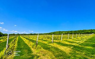 1,35 hectare vie pe rod (Cabernet si Merlot), Siria - Poză 5