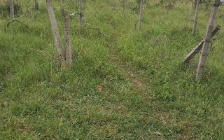 Teren de vânzare în zona Vișan, Iași - Poză 3