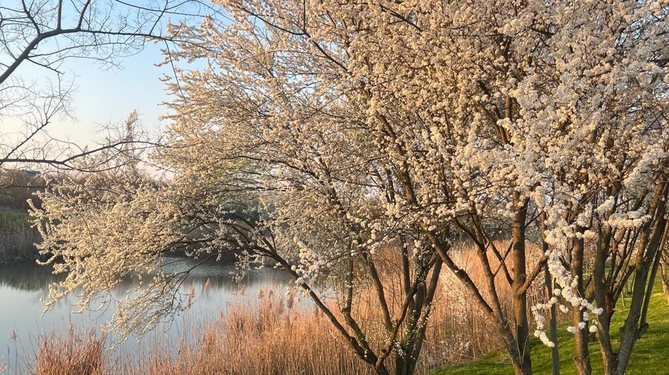 Vila 6 camere / Townhouse Avalon Estate - Poză 37